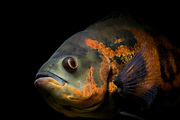 ONE STOP PET SHOP- ORNAMENTAL FISHES .....