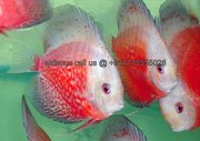 Discus Supplier and Breeder