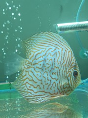 Breeding Size Discus Fish available